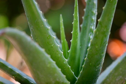 The Soothing Power of Aloe Vera in Feminine Wipes